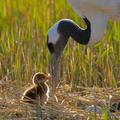 Red-crowned Crane AKA Manchurian Crane (Grus japonensis) guards its chick and egg, Zhalong National Nature Reserve, Qiqihar, Heilongjiang province, China